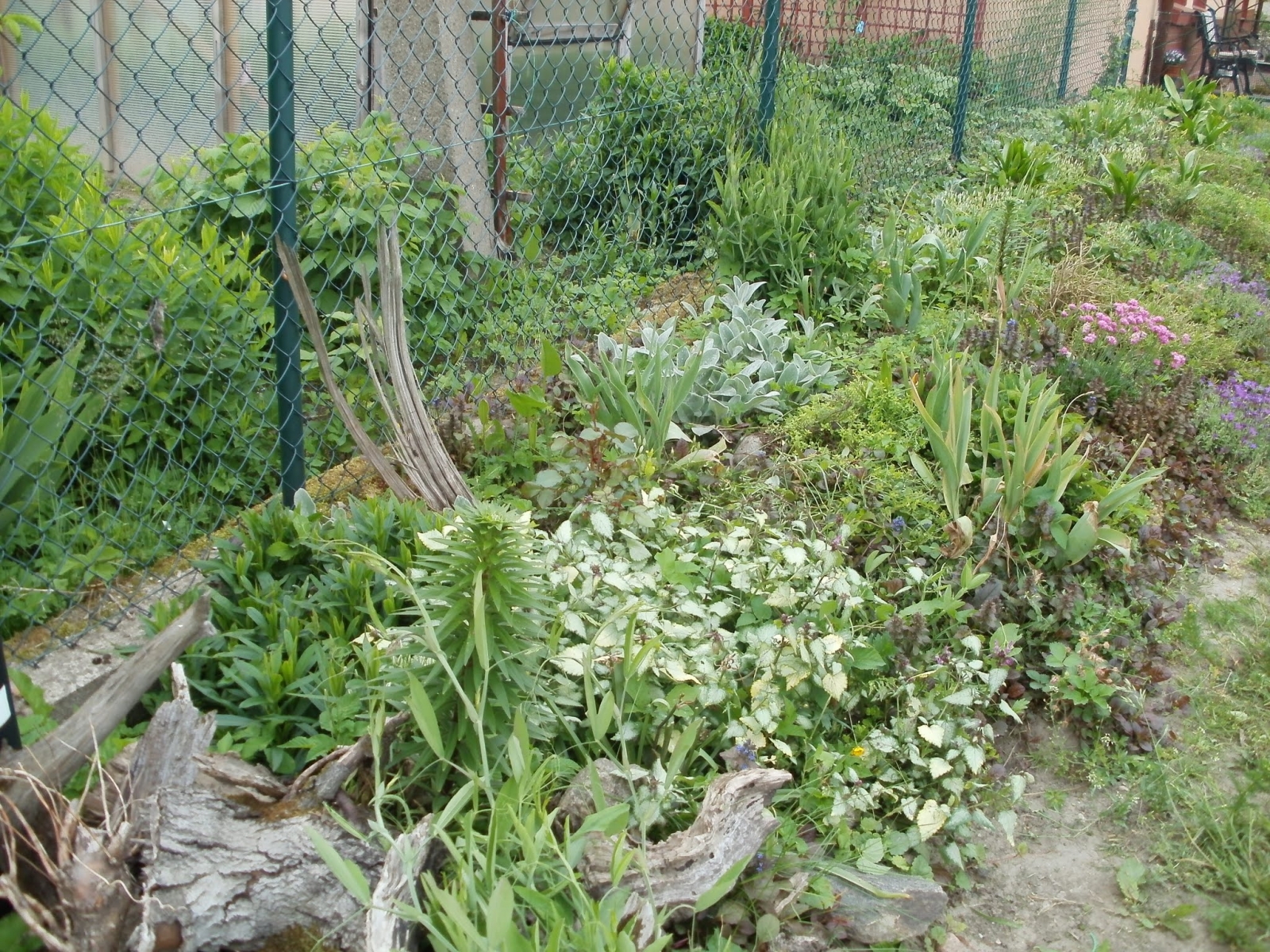 Ogród w Mirachowie_32