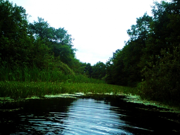 stara rzeka przy jeziorze Kłodno