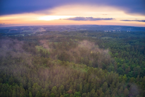Las w okolicy Czapiewskiego Młyna-1